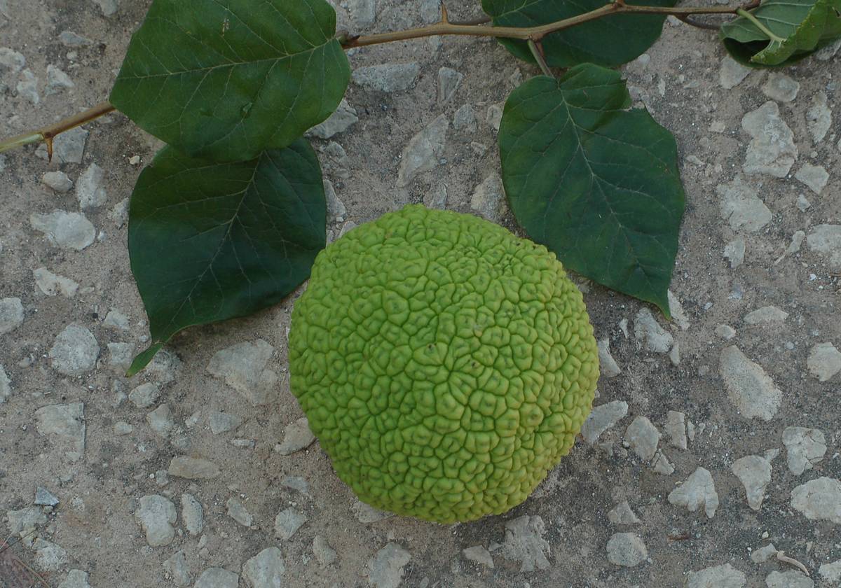 Determinazione frutto mai visto - Maclura pomifera